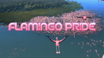 Flamingo Pride